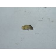 Войлочный уплотнитель D7,5 x H4,5 для Зубр SDS-plus ЗП-26-800 К <br>(Артикул: N000-016-273)